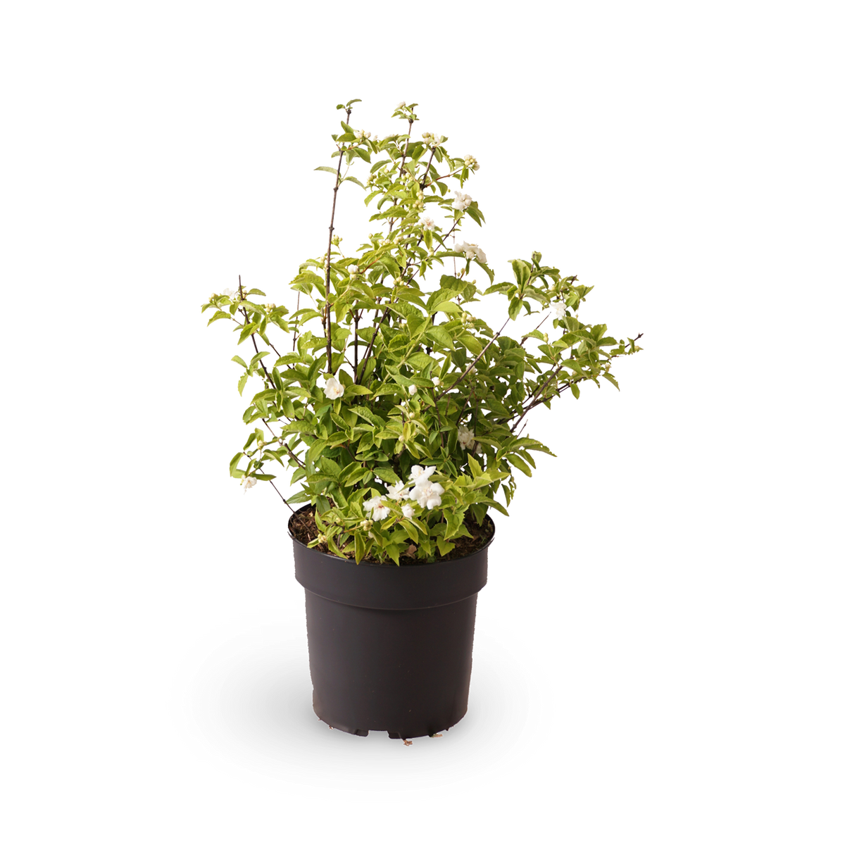 Gartenjasmin 'Pearls of Perfume'®