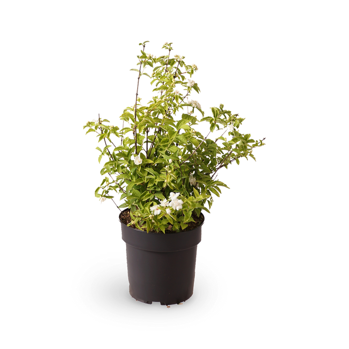 Gartenjasmin 'Pearls of Perfume'®