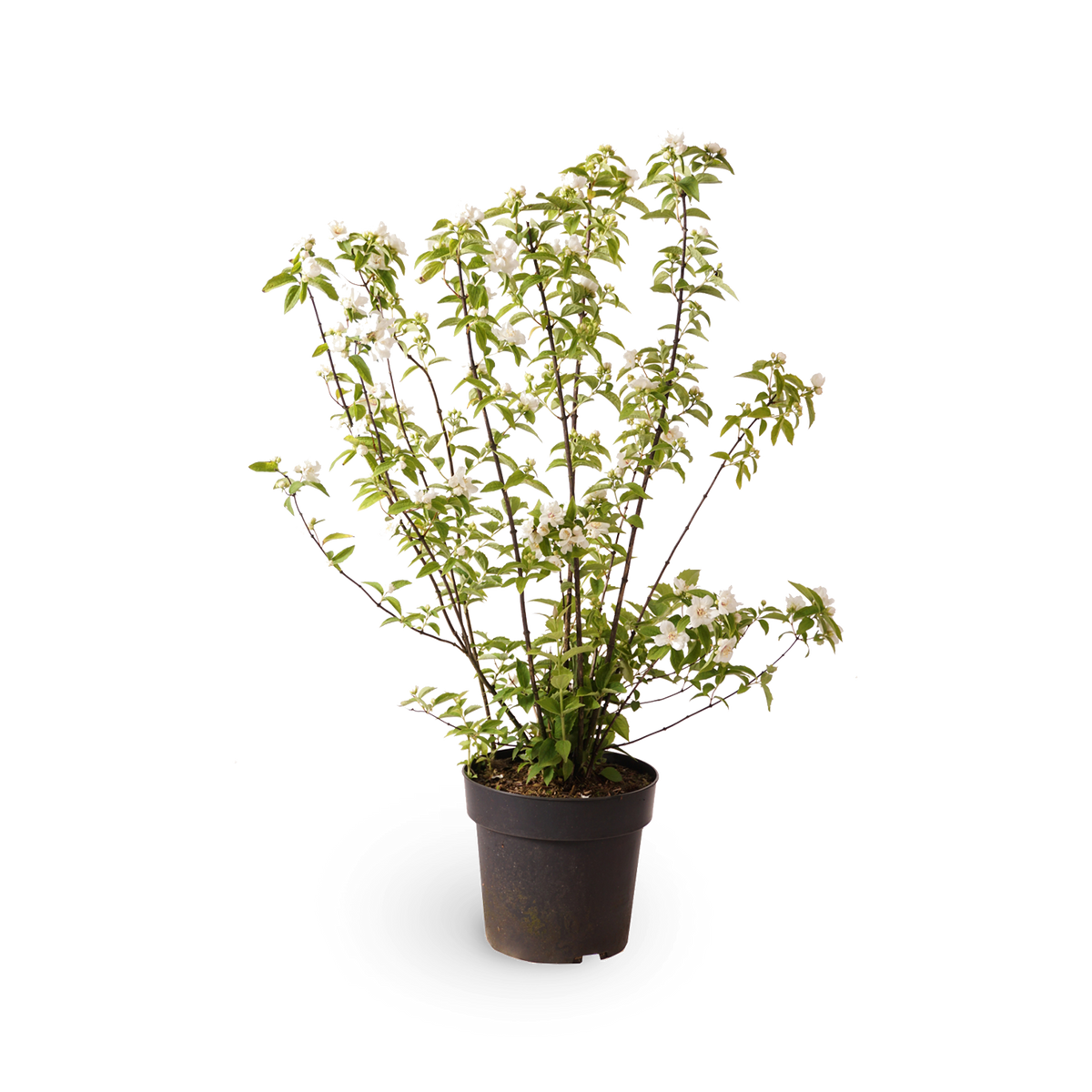 Gartenjasmin 'Snowgoose'