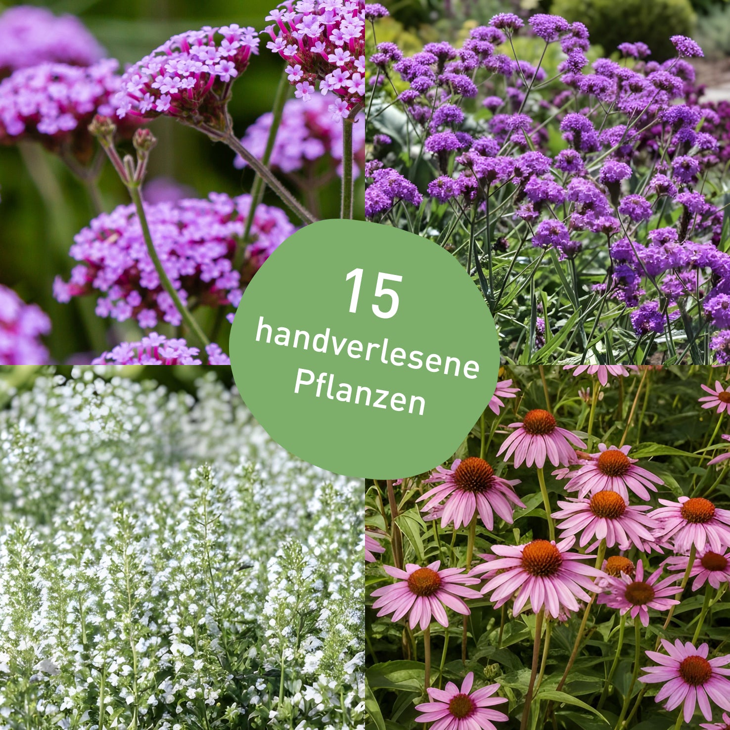 Bienenfreundliches Pflanzen-Set mit 15 Stauden