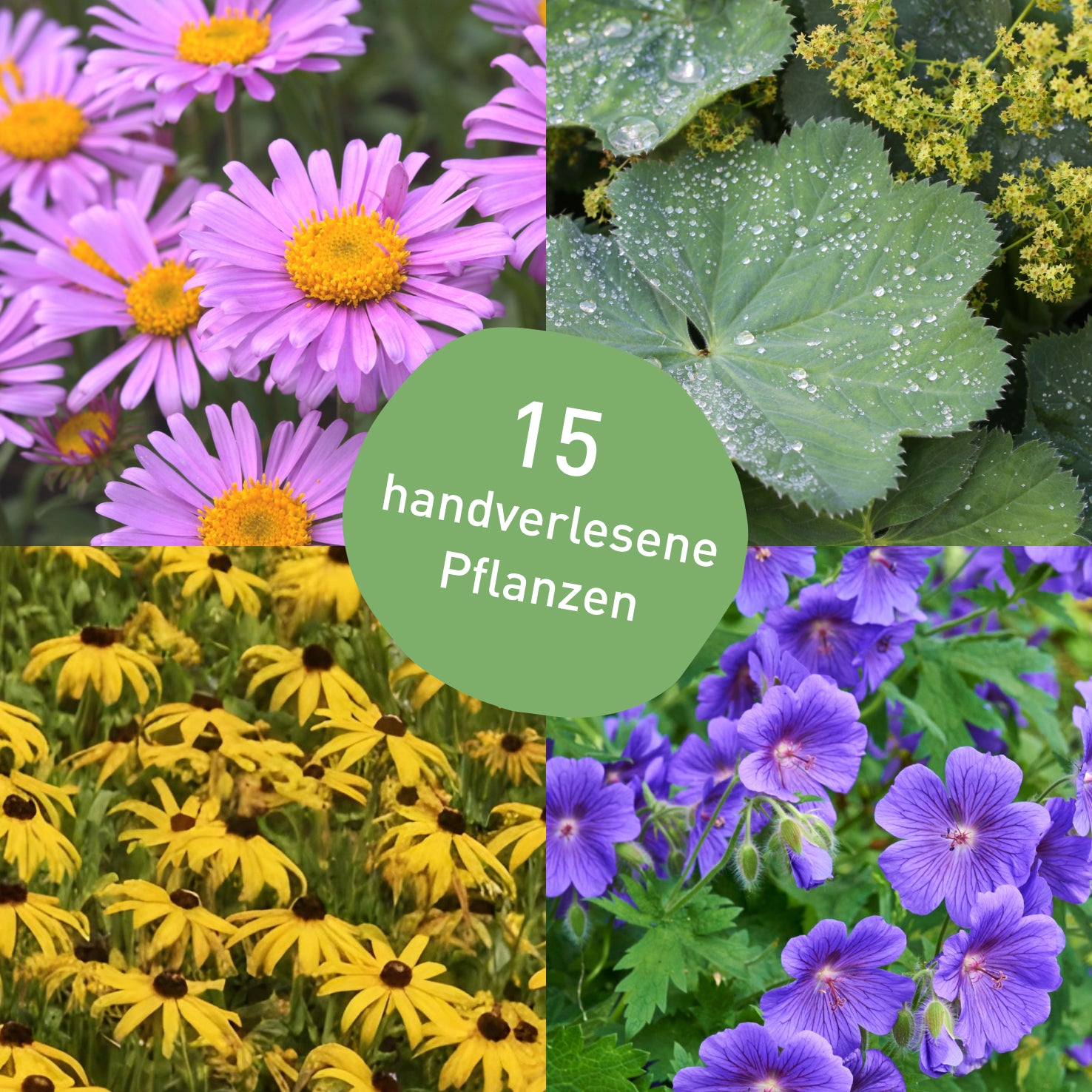 Pflegeleichtes Pflanzen-Set mit 15 Sonnenstauden