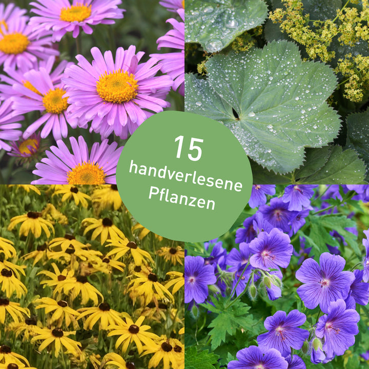 Pflegeleichtes Pflanzen-Set mit 15 Sonnenstauden