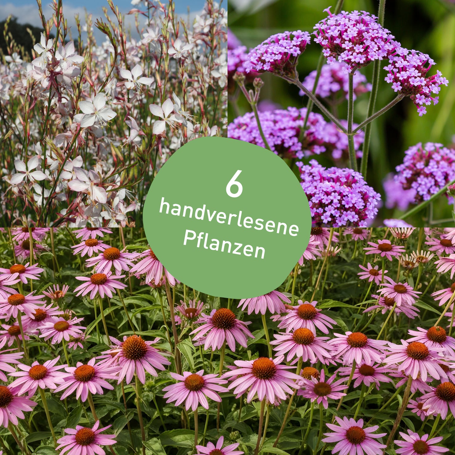 Purpur-rosa Rosenbegleiter-Set mit 6 Stauden