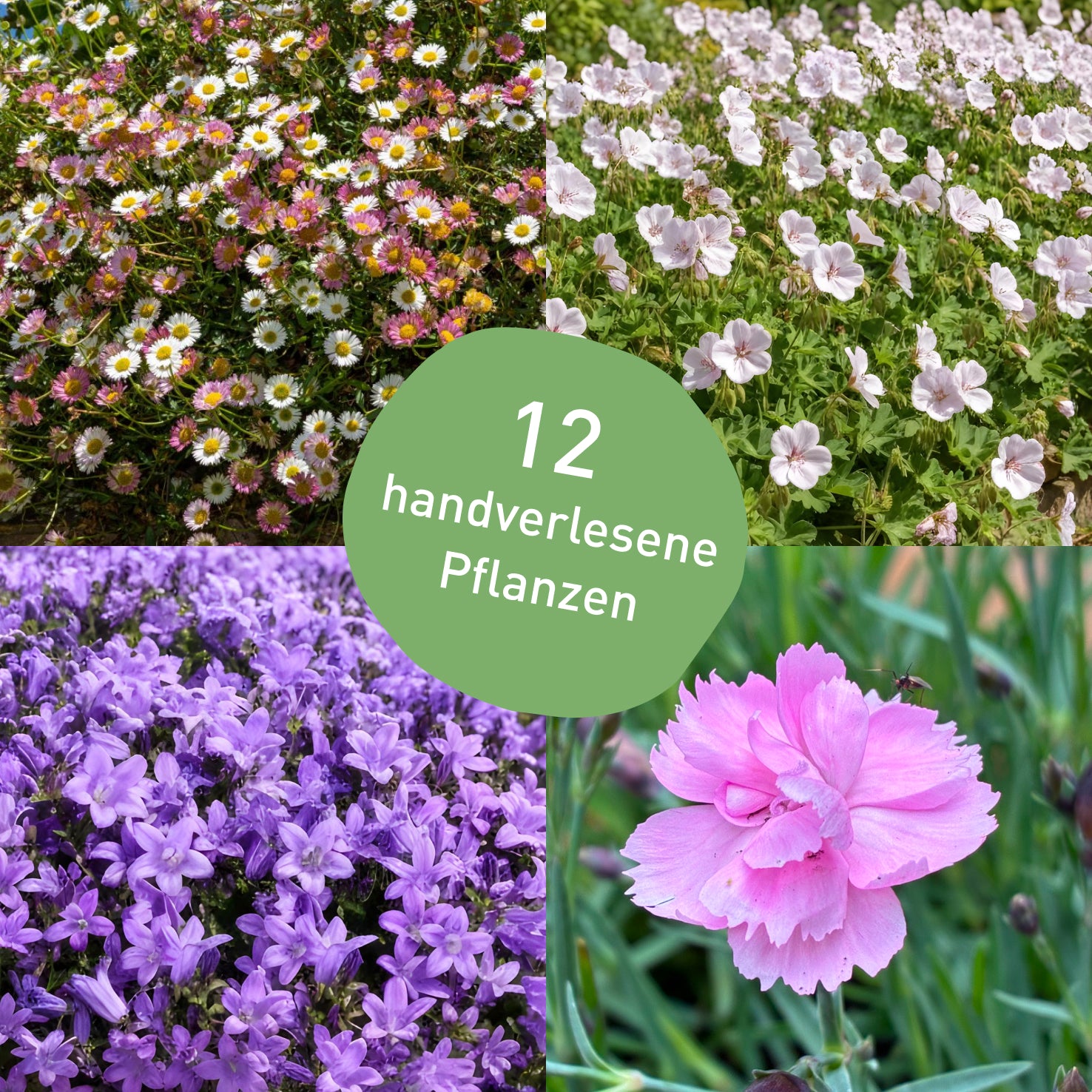 Trockenheitsresistentes Pflanzen-Set mit 12 Sonnenstauden
