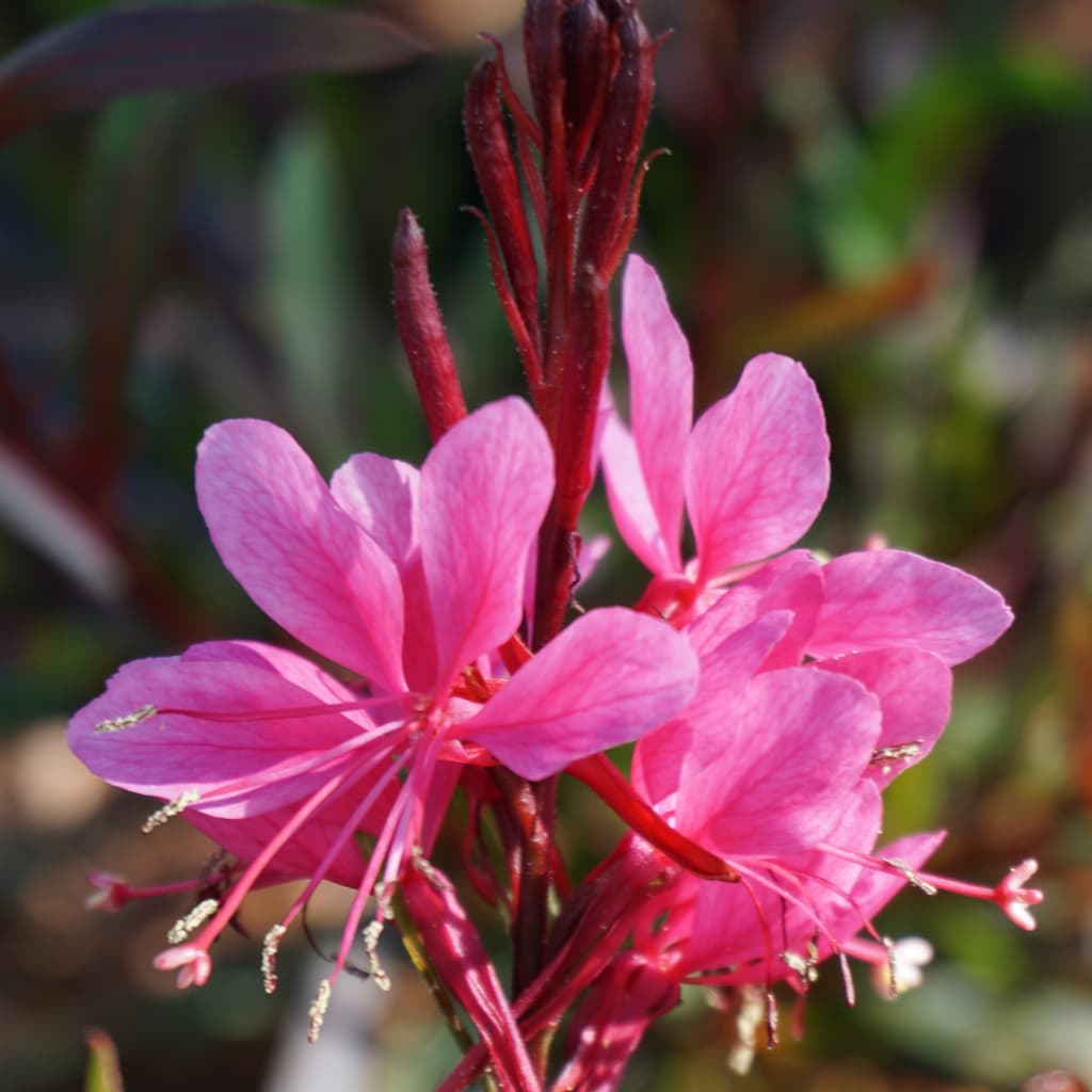Gaura Everlast 'Dark Pink'