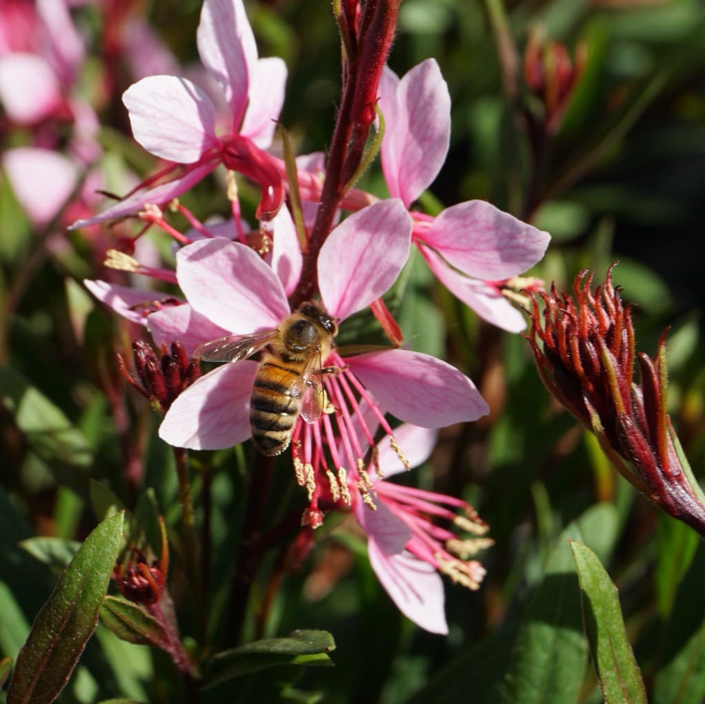 Gaura Everlast 'Light Pink'