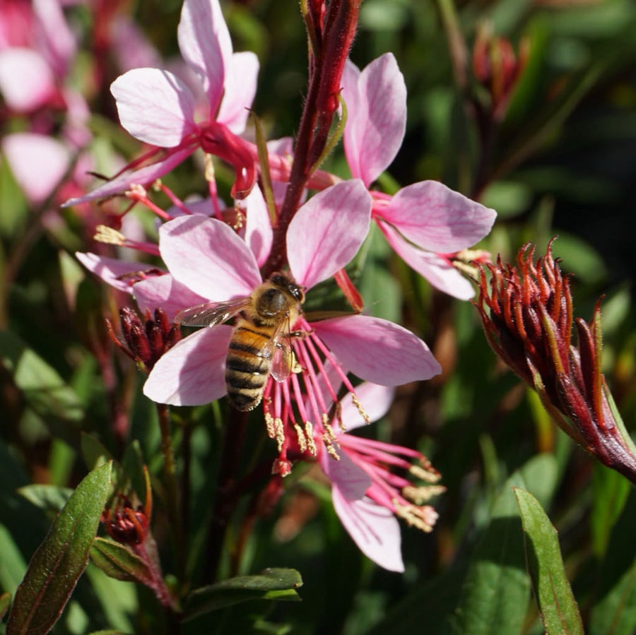 Gaura Everlast 'Light Pink'