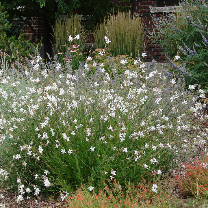 Gaura lindheimeri