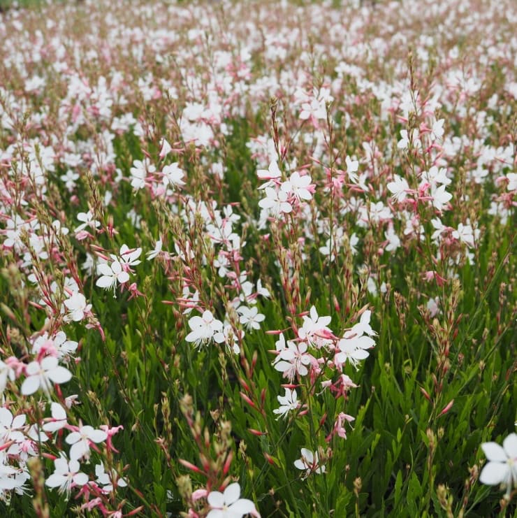 Gaura lindheimeri 'Whirling Butterflies'