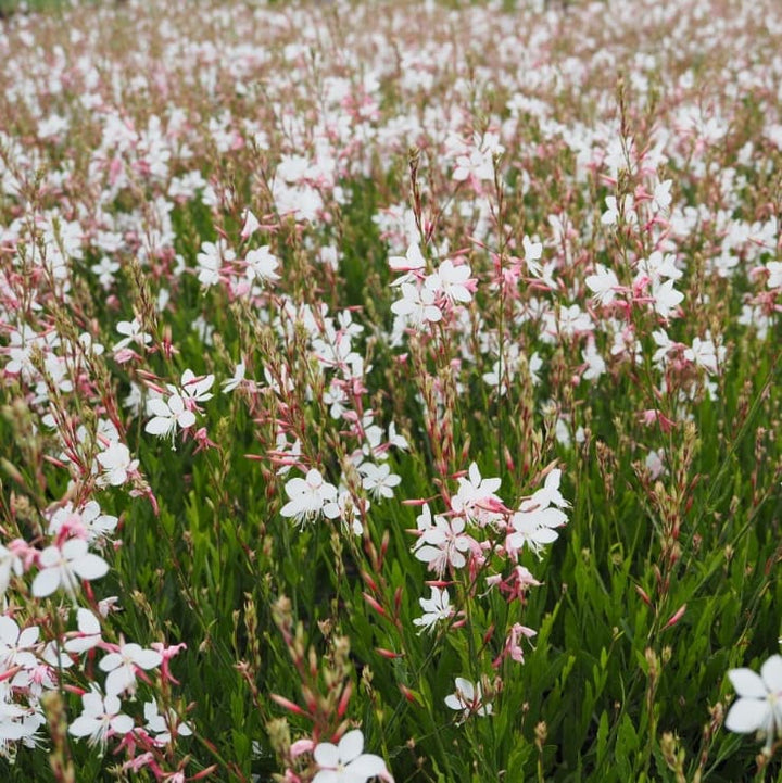 Gaura lindheimeri 'Whirling Butterflies'