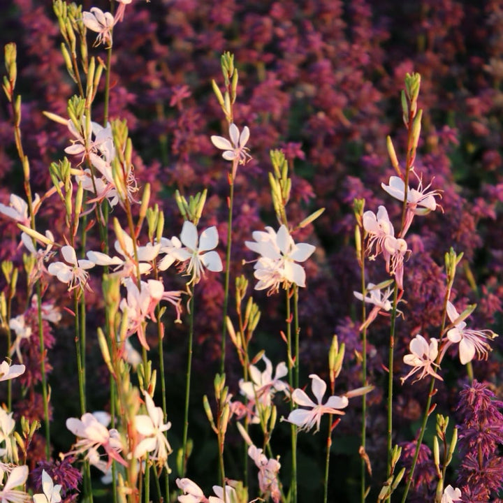 Gaura lindheimeri 'Whirling Butterflies'