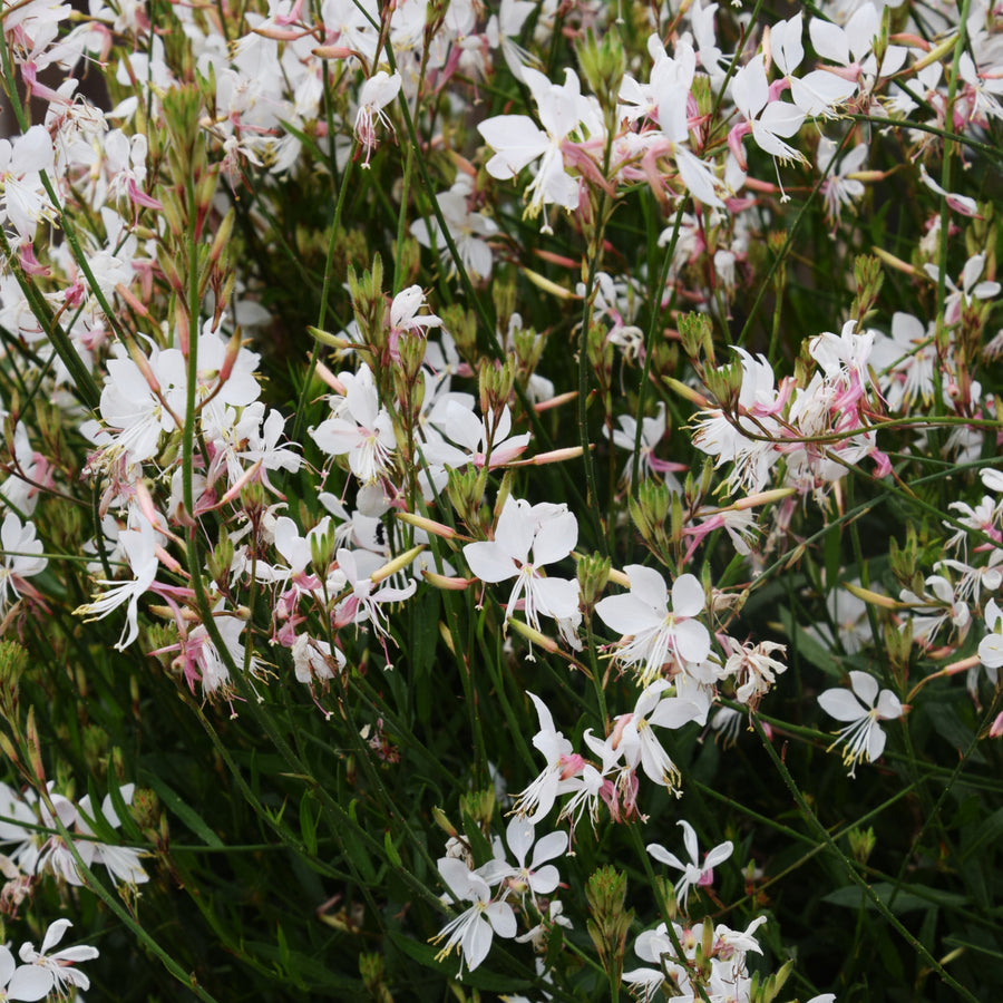 Gaura lindheimeri