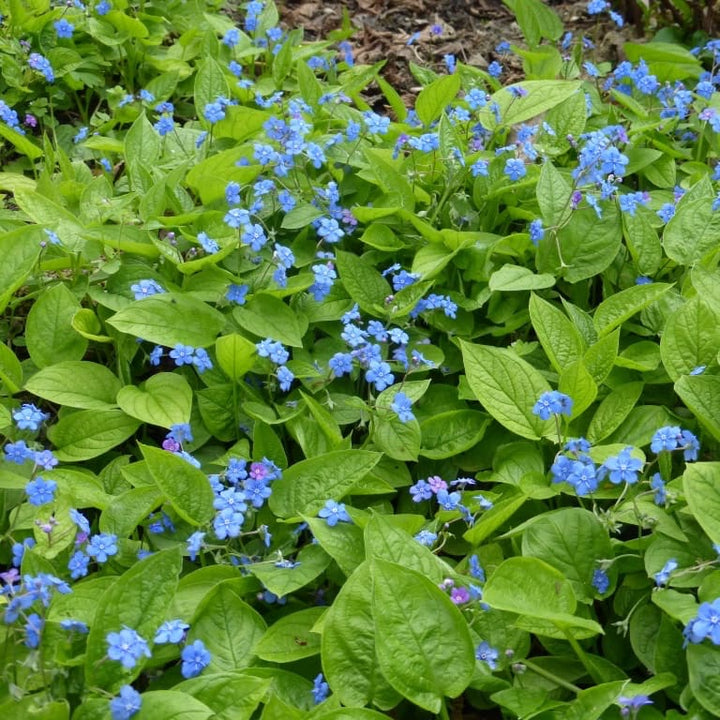 Gedenkemein Blau