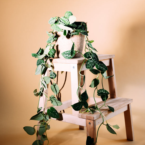 Gefleckte Efeutute ‘Argyraeus’ als Zimmerpflanze