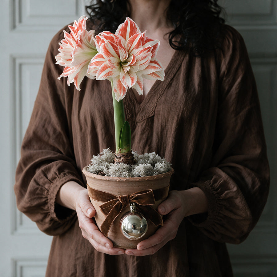 gefüllte Amaryllis Dancing Queen als elegante Tischdekoration auf einem festlich gedeckten Esstisch