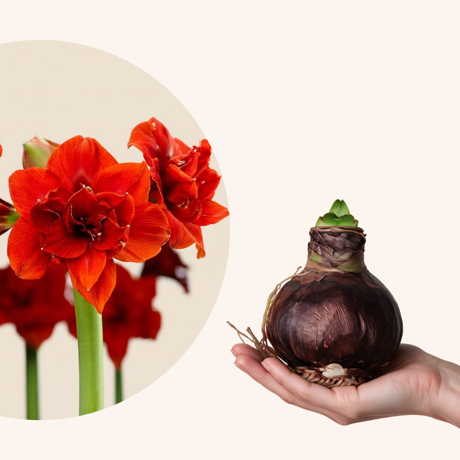 Nahaufnahme der leuchtend roten Blütendolde der gefüllten Amaryllis Double King