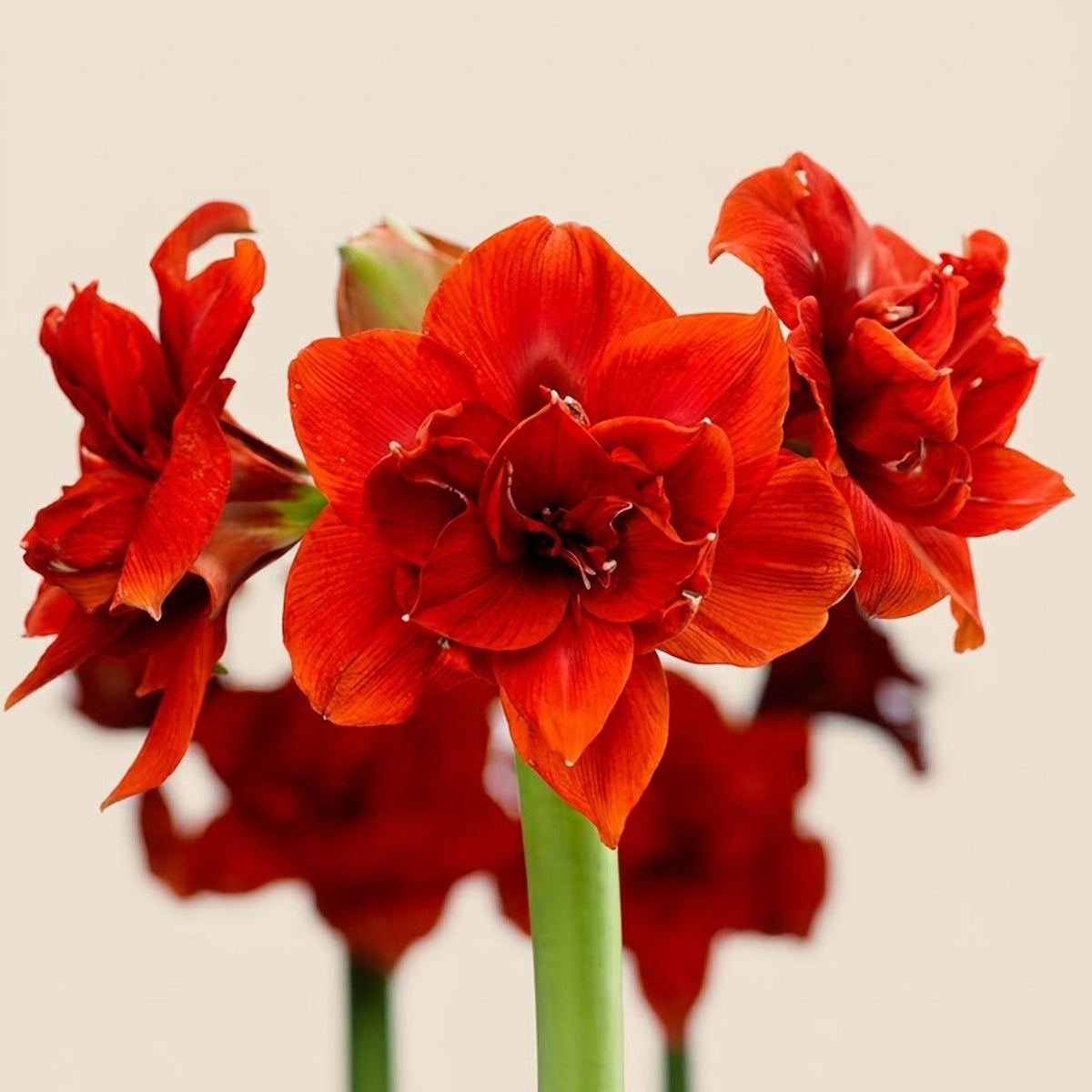 Gefüllte Amaryllis Double King Blumenzwiebel und blühende Pflanze im Vergleich
