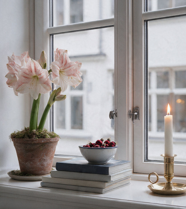 Gefüllte Amaryllis Wals gemütliche Fensterbankdekoration