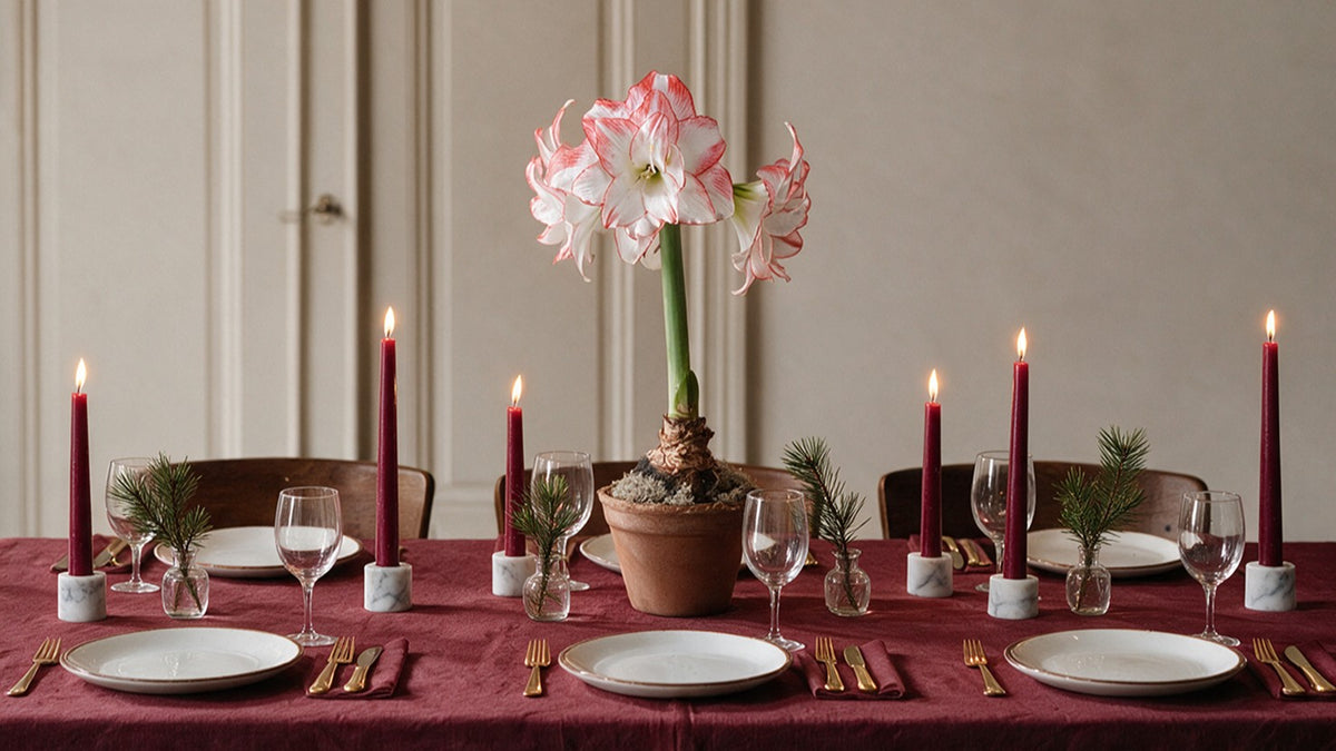 Gefüllte Amaryllis als Tischdekoration auf einem festlich gedeckten Esstisch