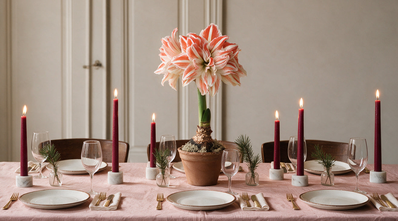 Gefüllte Amaryllis als elegante Tischdekoration auf einem festlich gedeckten Esstisch