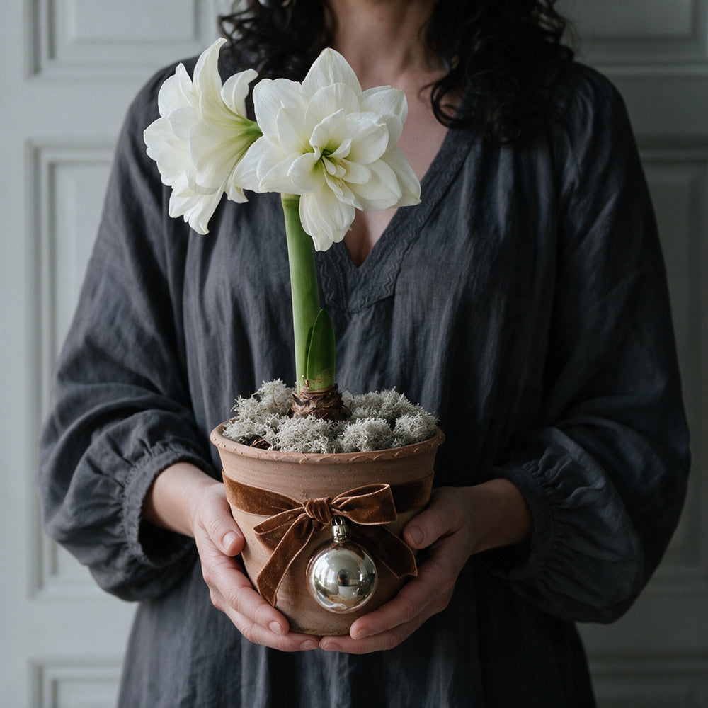 Gefüllte weiße Amaryllis als elegante Tischdekoration auf einem festlich gedeckten Esstisch