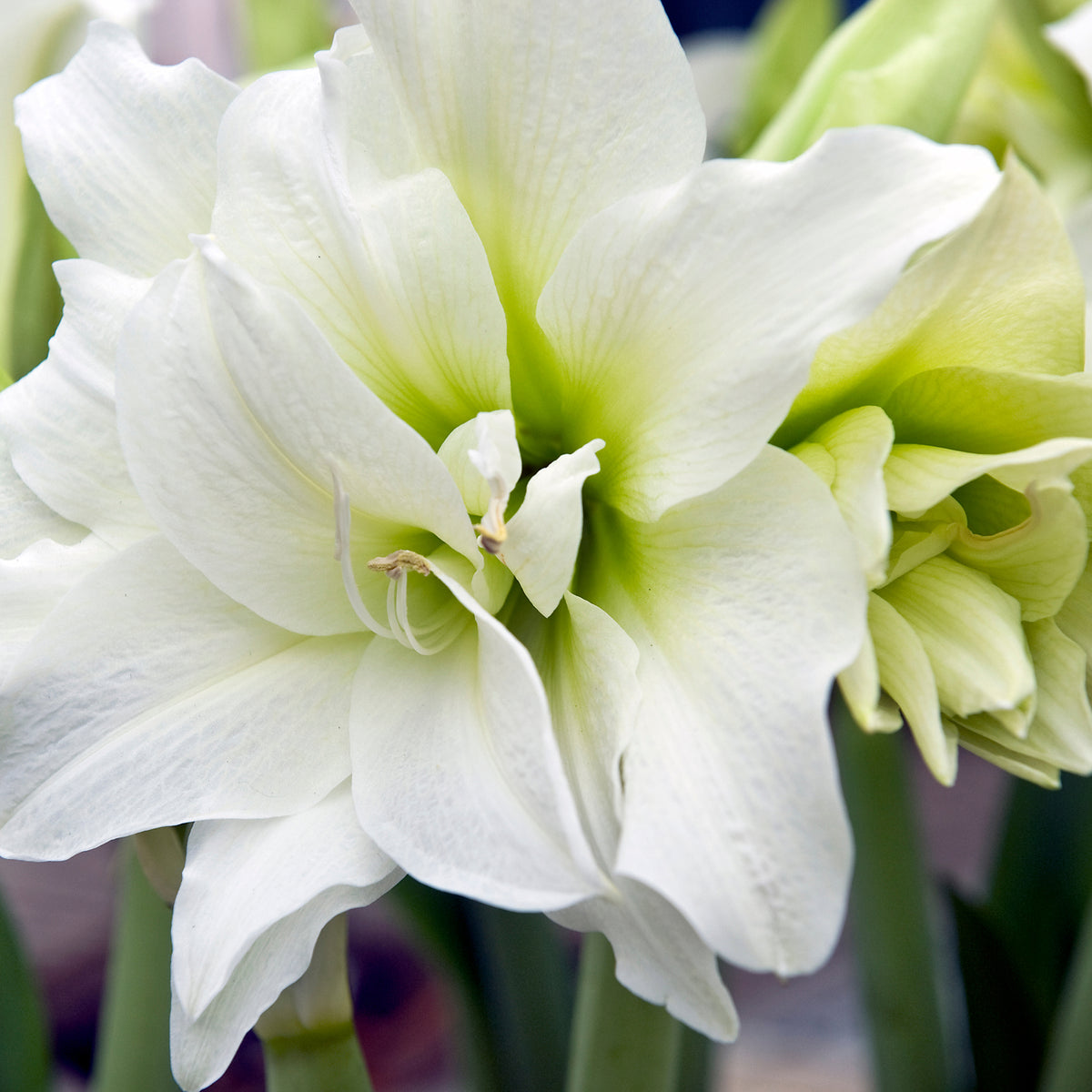 Gefüllte weiße Amaryllis Blumenzwiebel und blühende Pflanze im Vergleich