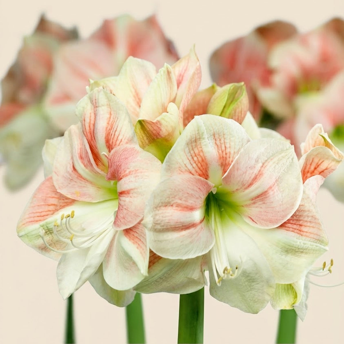 Gefüllte Amaryllis White Amadeus Blumenzwiebel und blühende Pflanze im Vergleich
