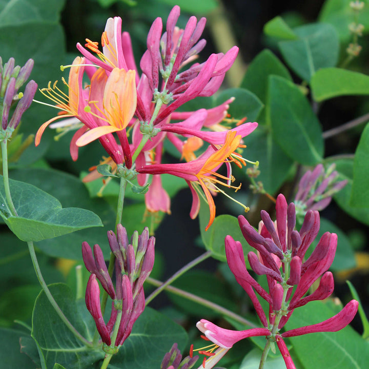 Geißblatt 'American Beauty'