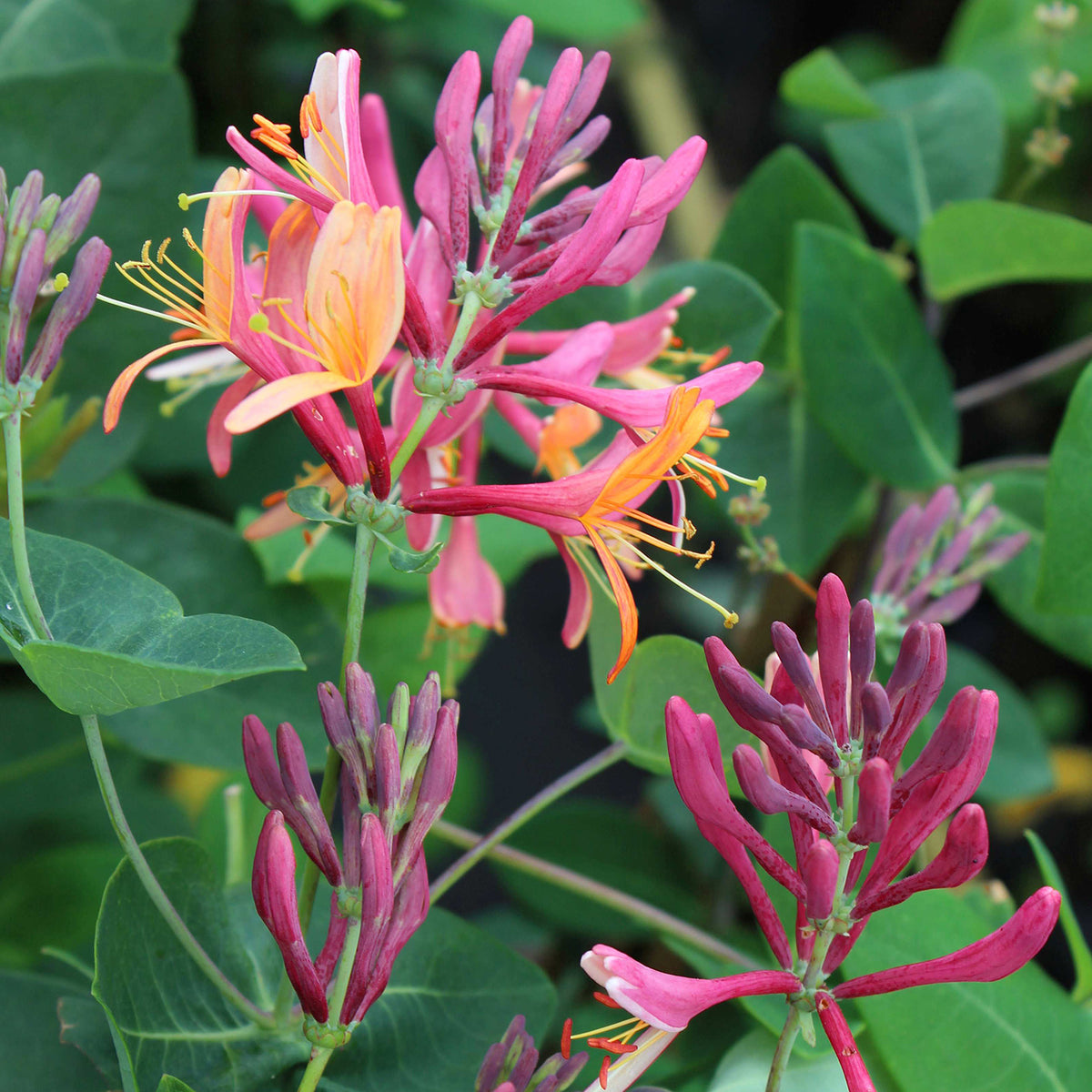 Geißblatt 'American Beauty'