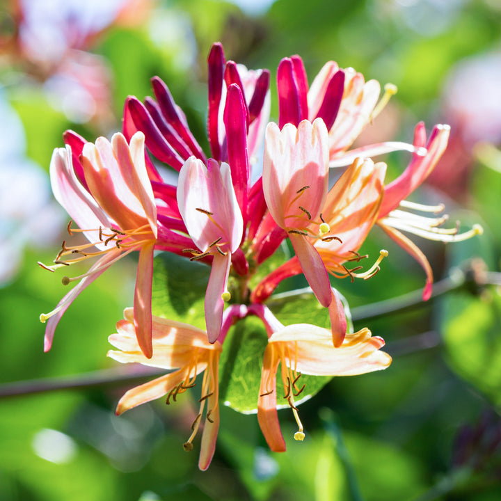 Blüte des Geißblatts 'Goldflame'