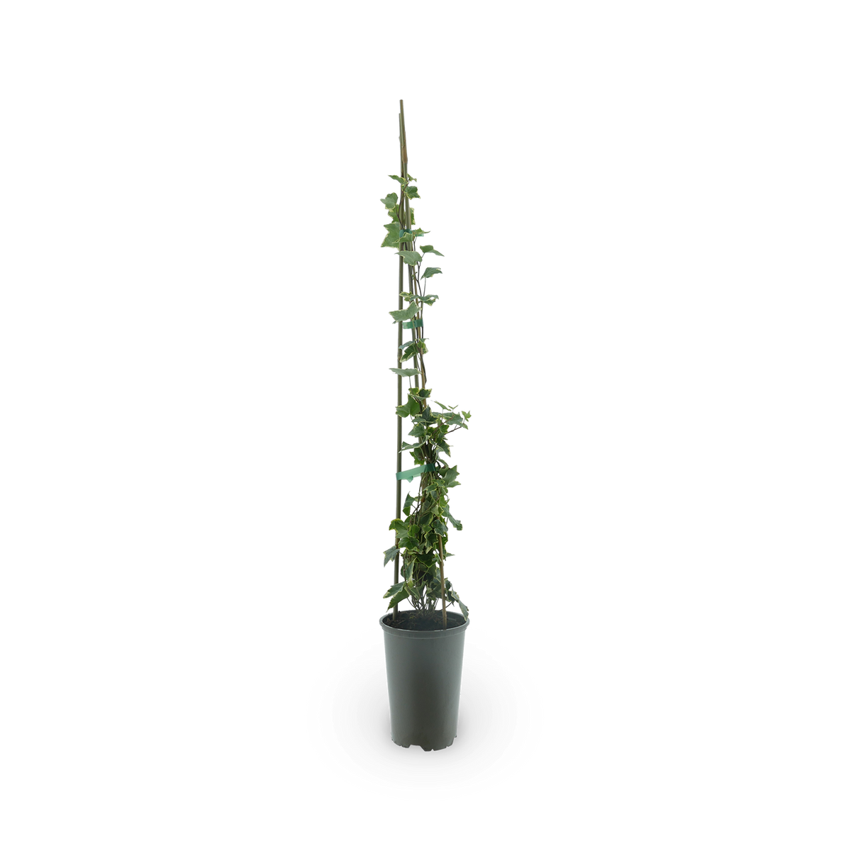 Gelbbunter Efeu 'Goldchild'