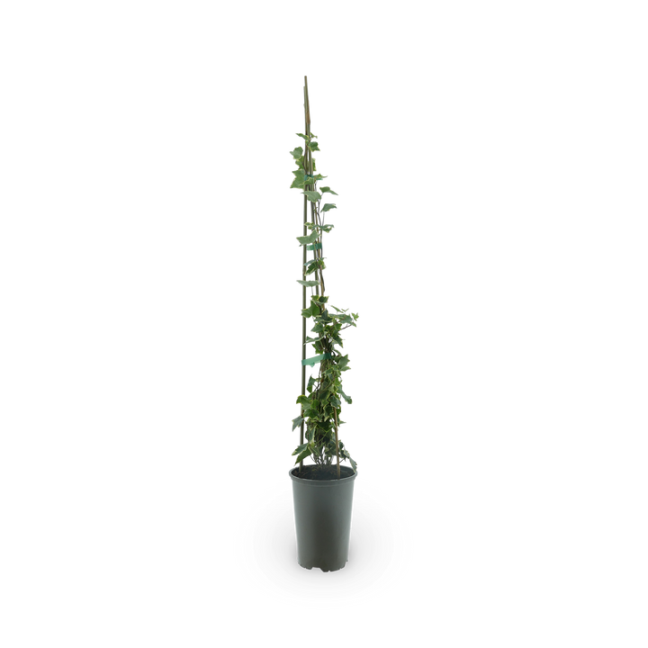 Gelbbunter Efeu 'Goldchild'