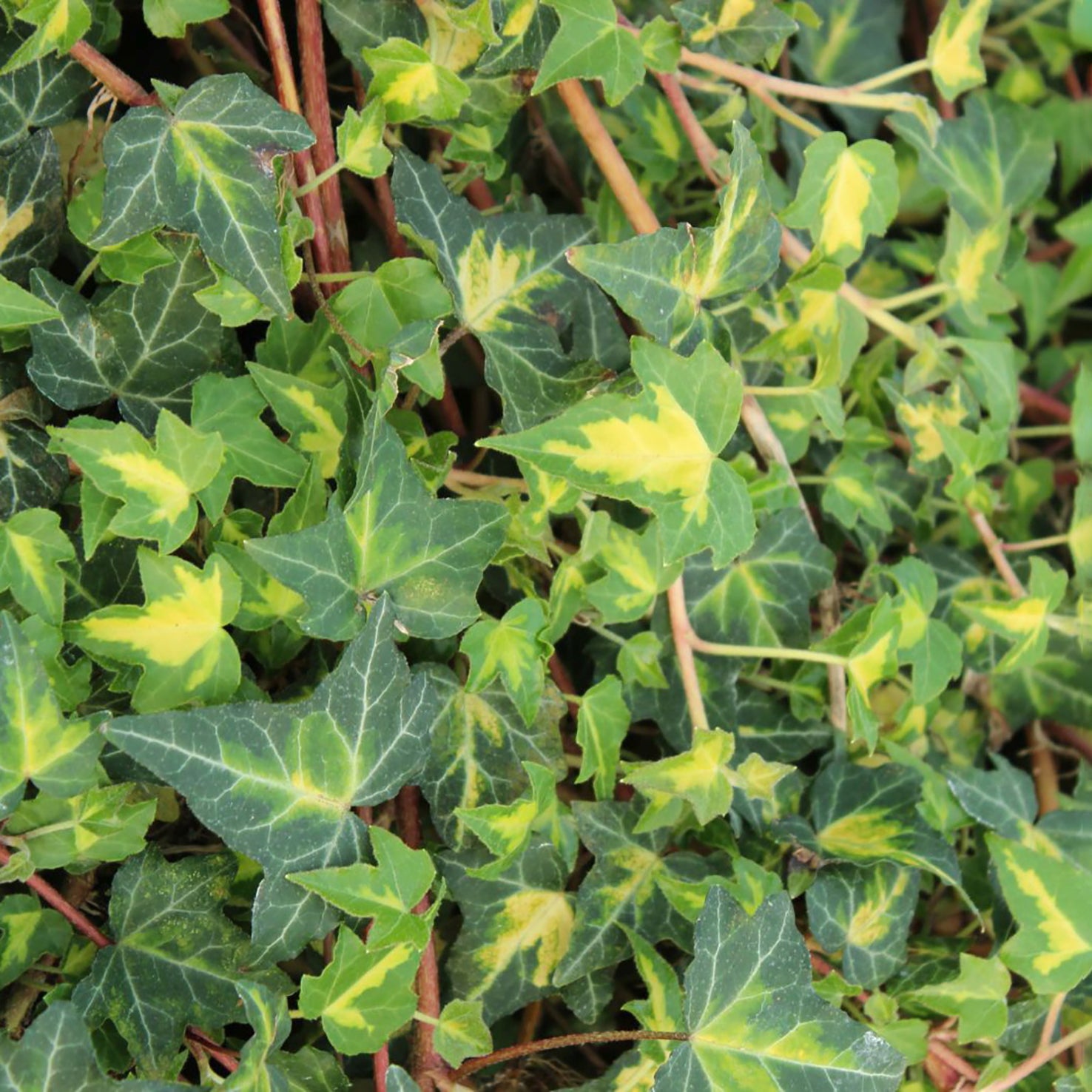 Gelbbunter Efeu 'Goldheart'