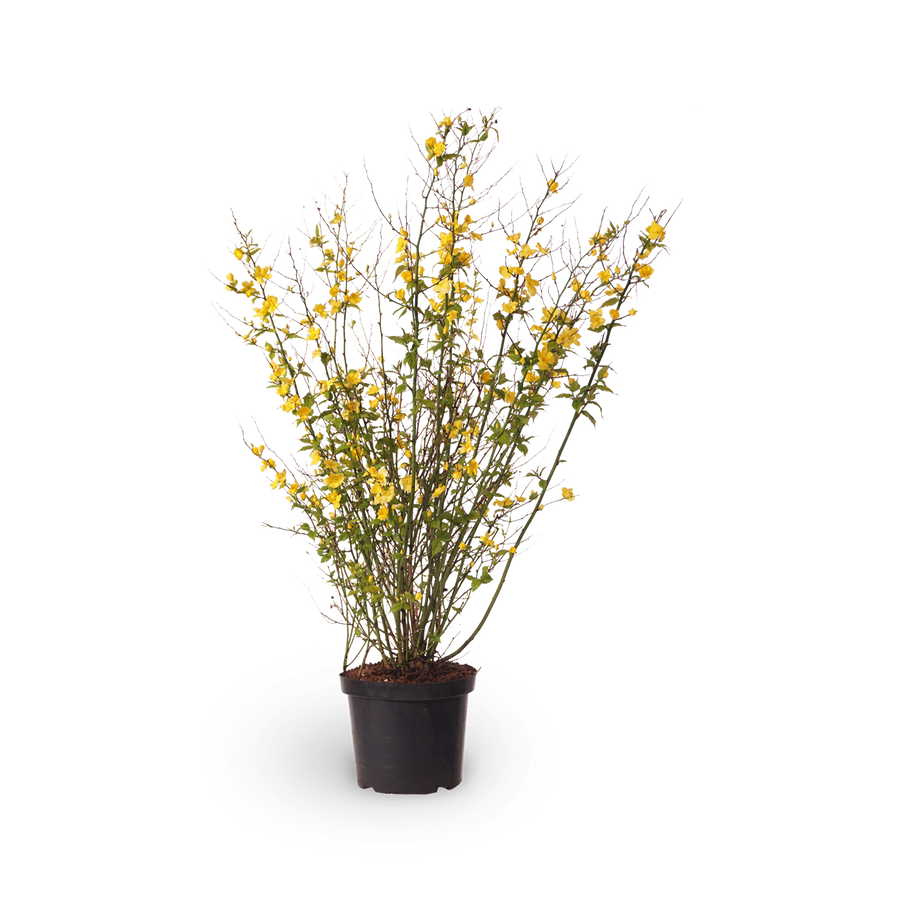 Gelbbunter Ranunkelstrauch 'Golden Guinea'