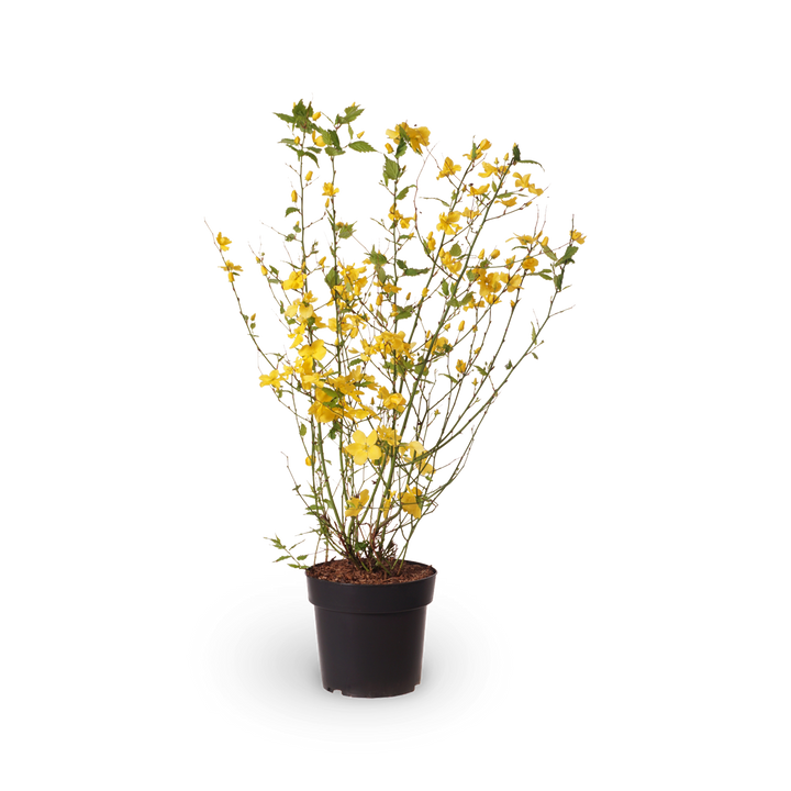 Gelbbunter Ranunkelstrauch 'Golden Guinea'