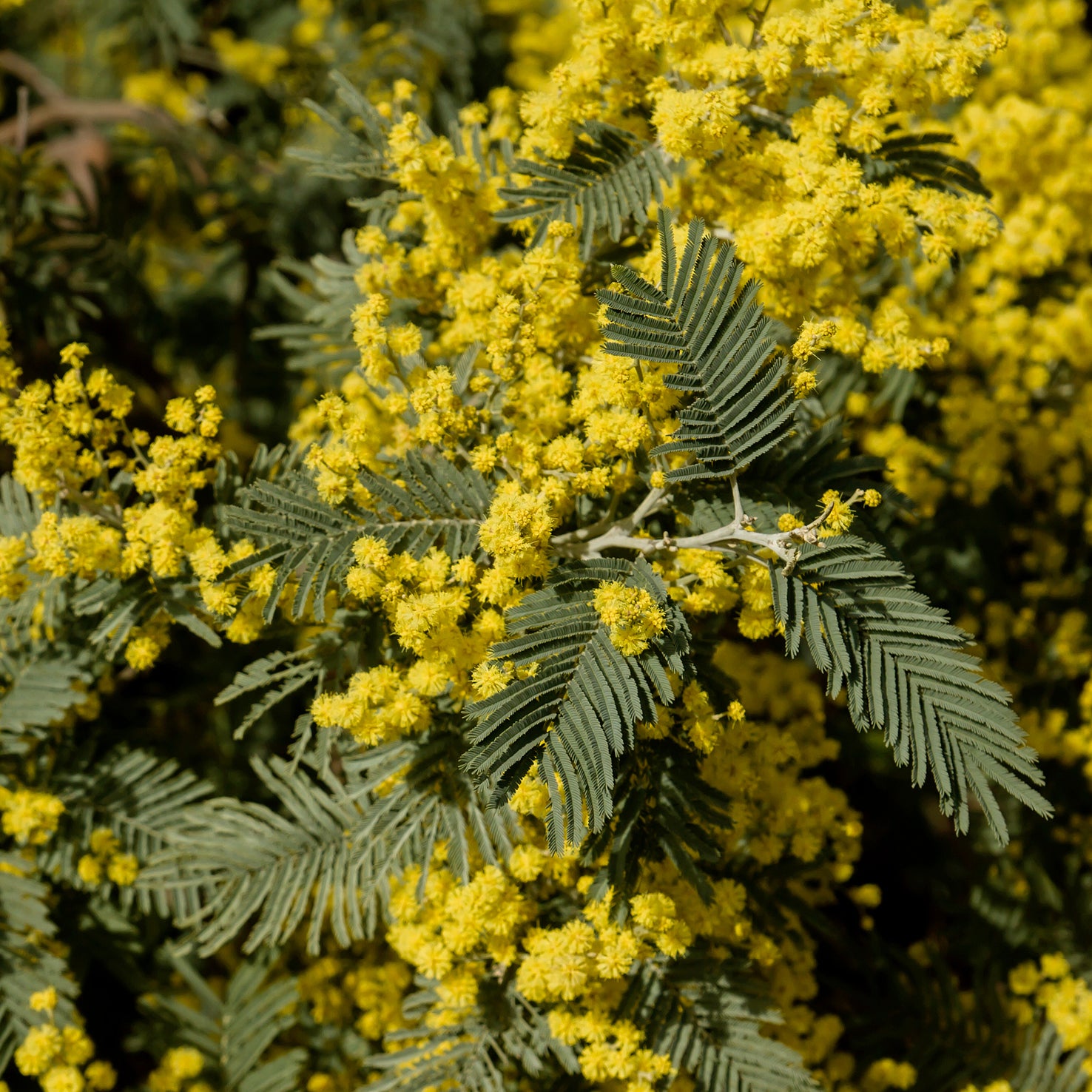 Zweige und gelbe Blüten einer Acacia dealbata 'Gaulois'