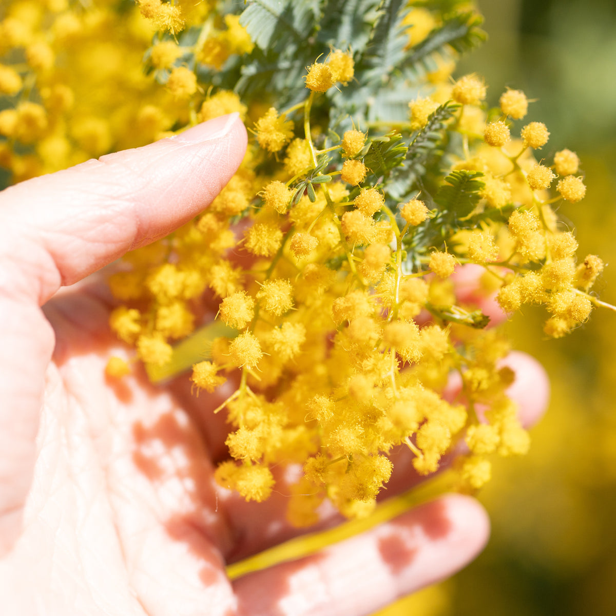 Gelbe Blüten einer Acacia dealbata 'Gaulois'