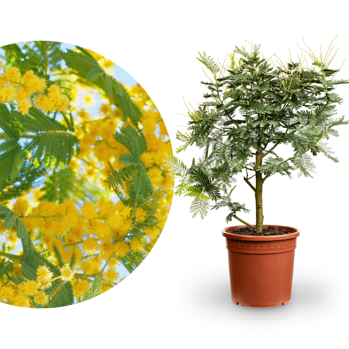 Gelbe Mimose 'Gaulois'