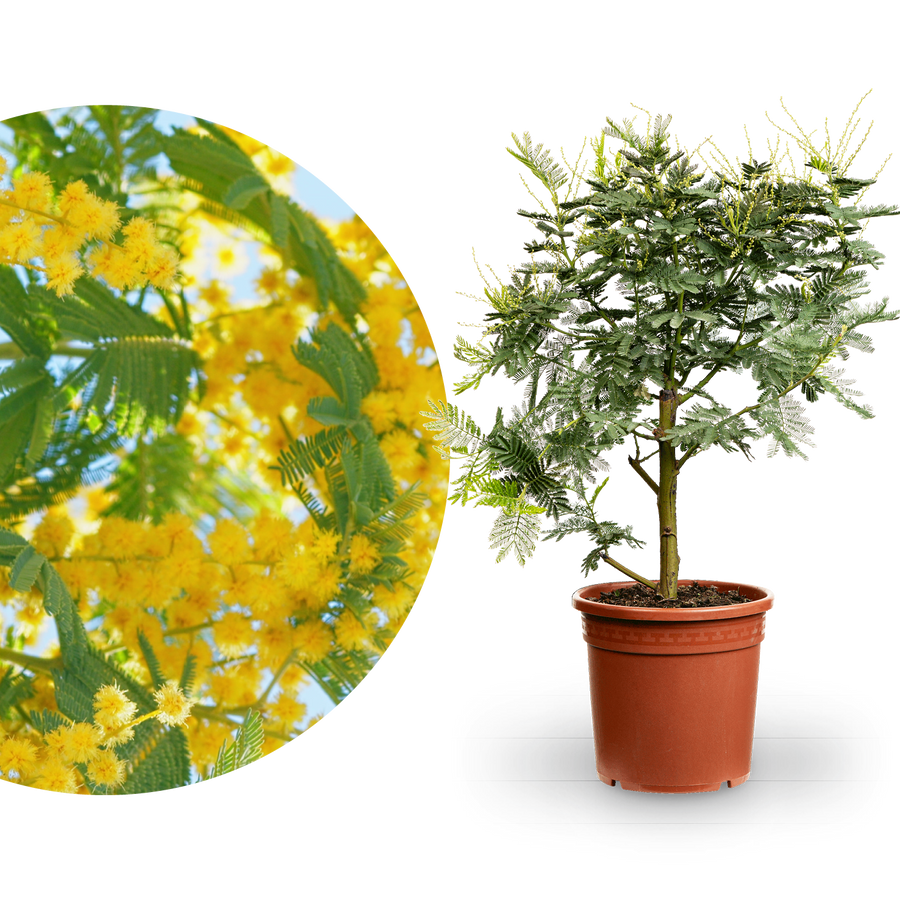 Gelbe Mimose 'Gaulois'