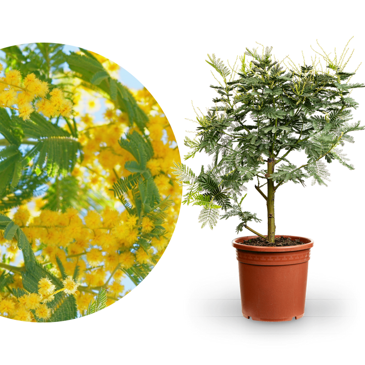 compo npk Concime Universale Oro 4 Kg Compo – Felice Natura