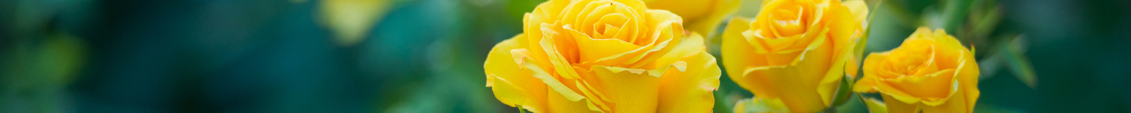 Gelbe Rosen