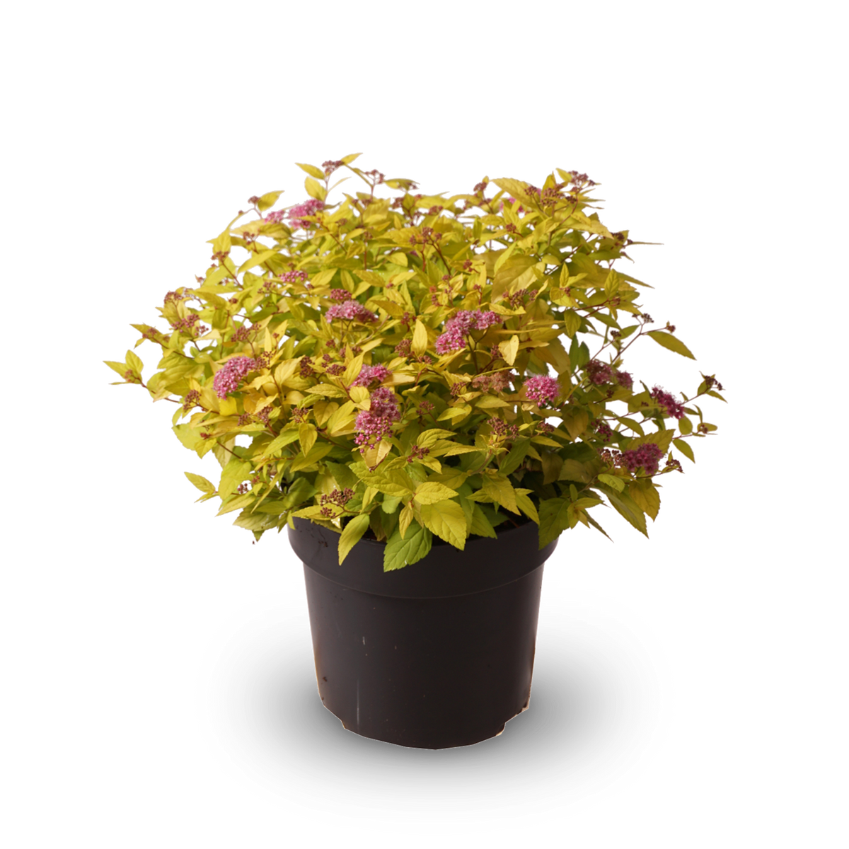 Gelbe Zwergspiere 'Golden Princess'