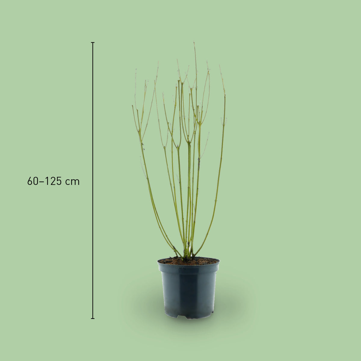 Größe des Gelbholz-Hartriegels 'Flaviramea'