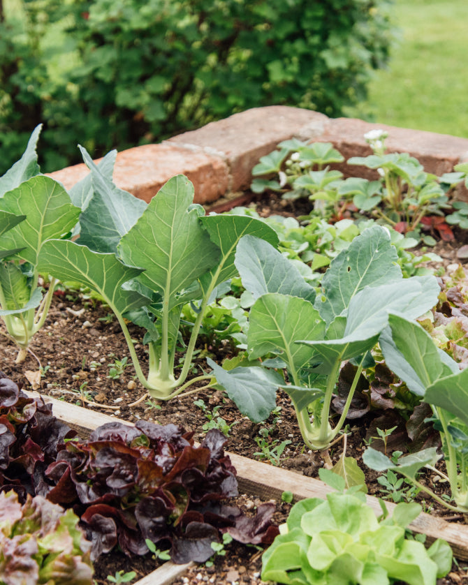 Hochbeet bepflanzt mit frischem Kohl und buntem Salat