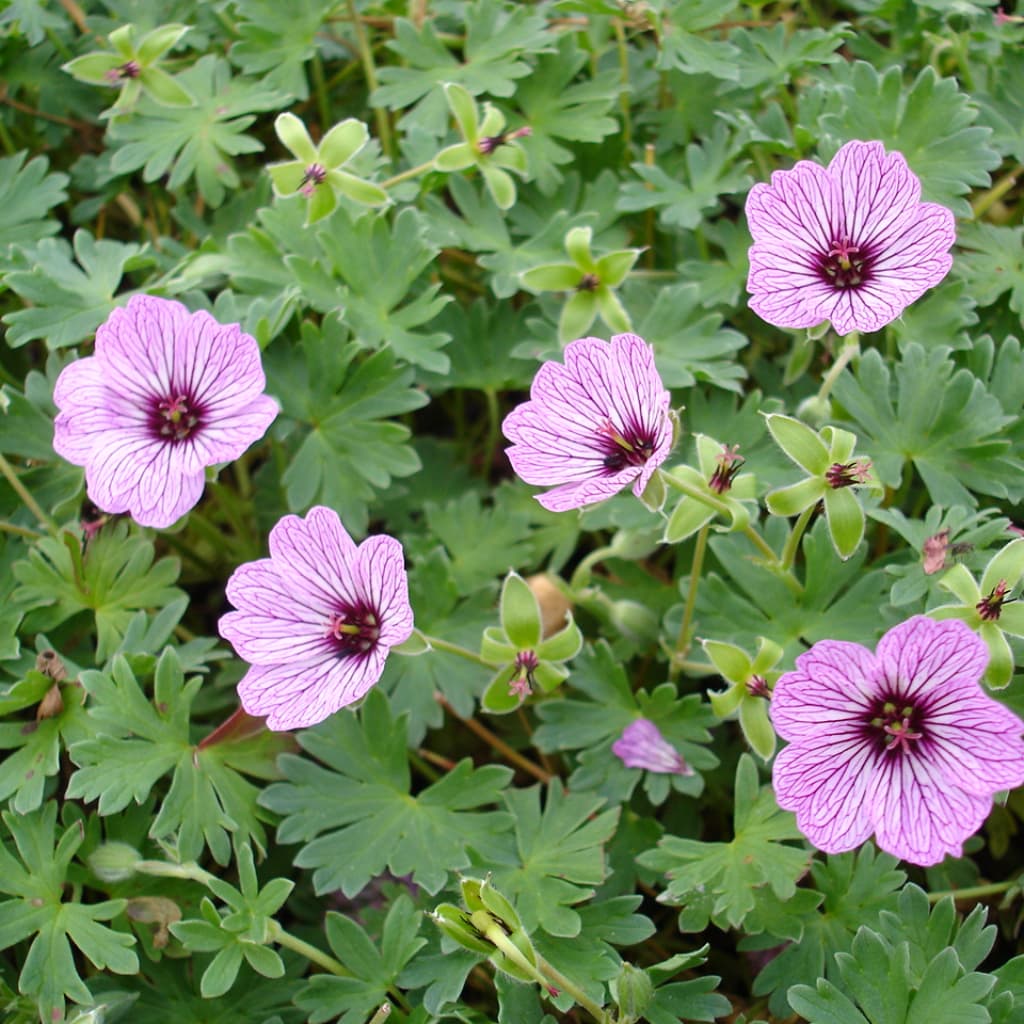 Geranium cinereum 'Ballerina'