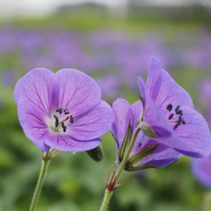 Geranium himalayense 'Gravetye'