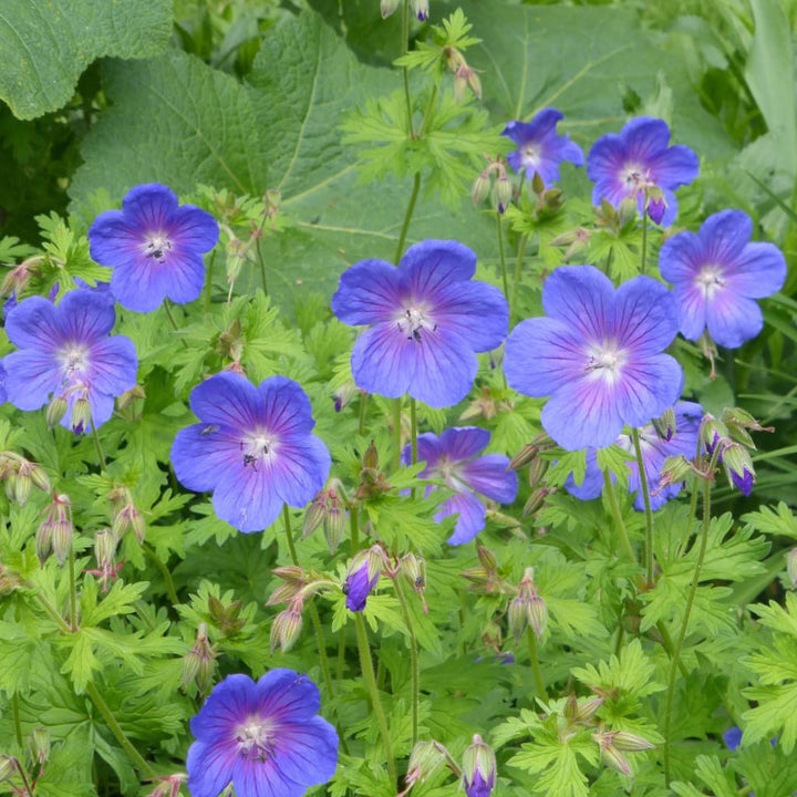 Geranium himalayense 'Gravetye'