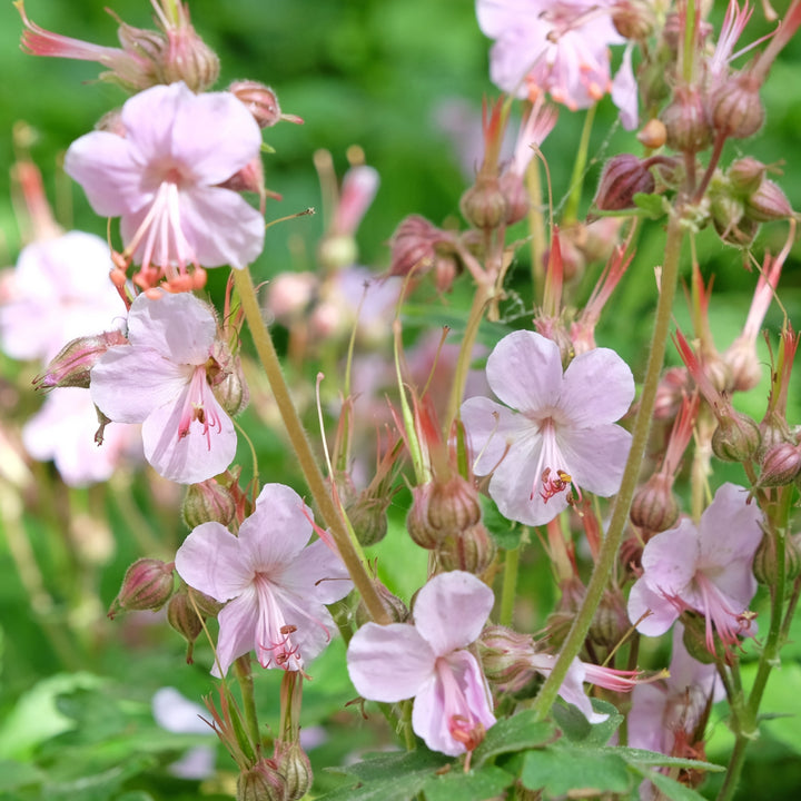 Geranium macrorrhizum 'Ingwersen'