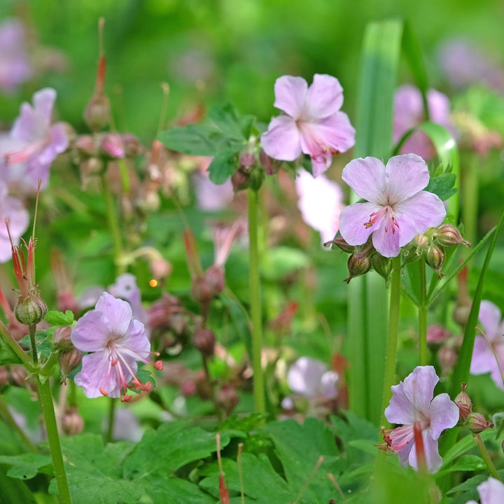 Geranium macrorrhizum 'Ingwersen'