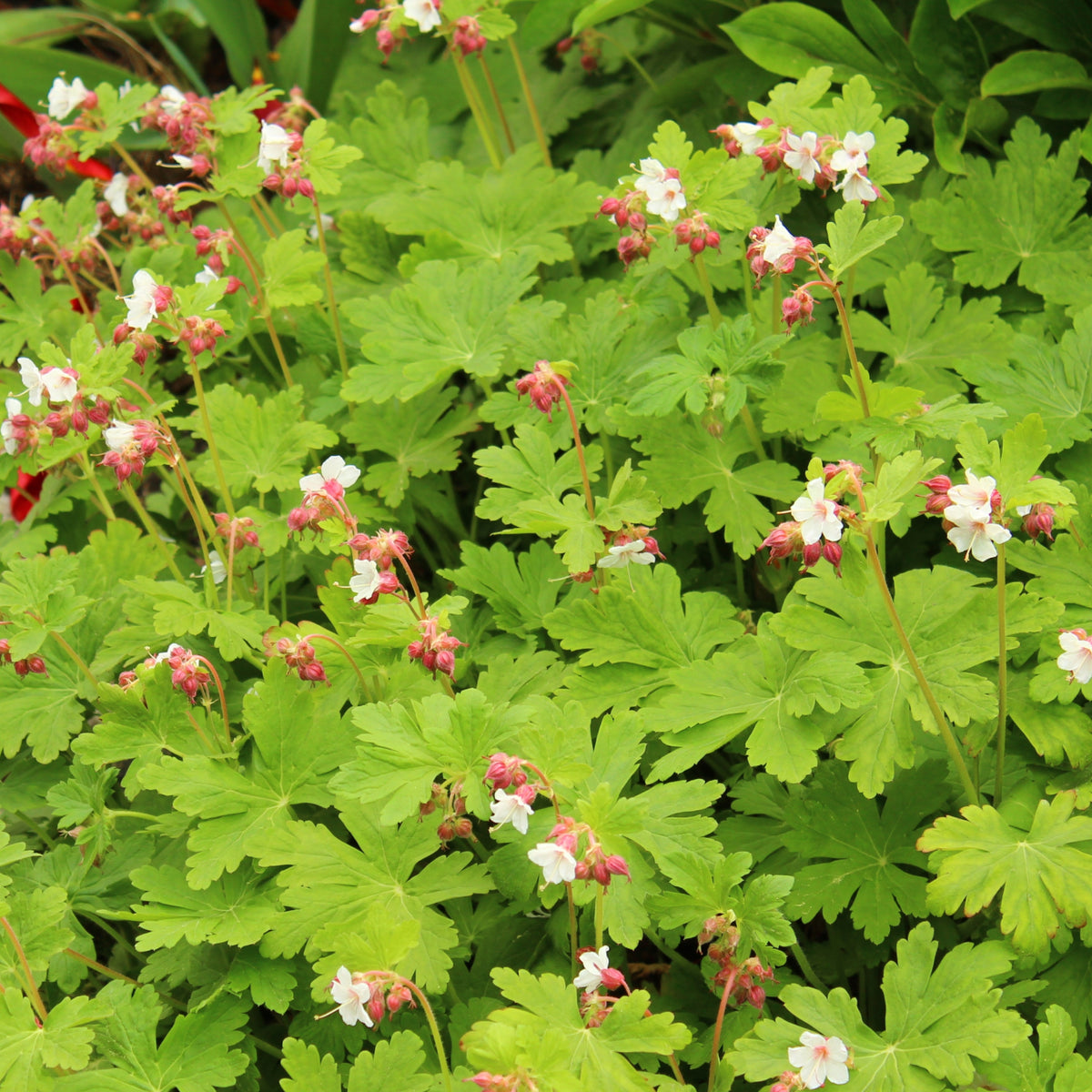Geranium macrorrhizum 'Spessart'